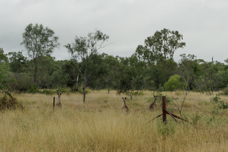 Outside the pasture exclosure plot