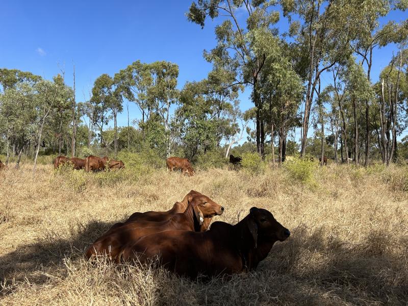 Fletcherview Supersite