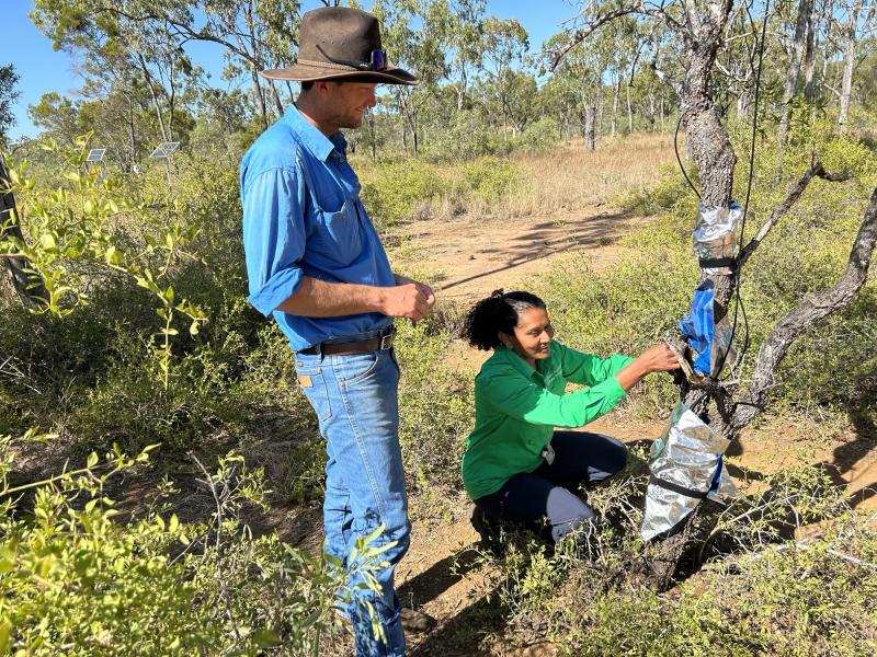 Tree water use data collection