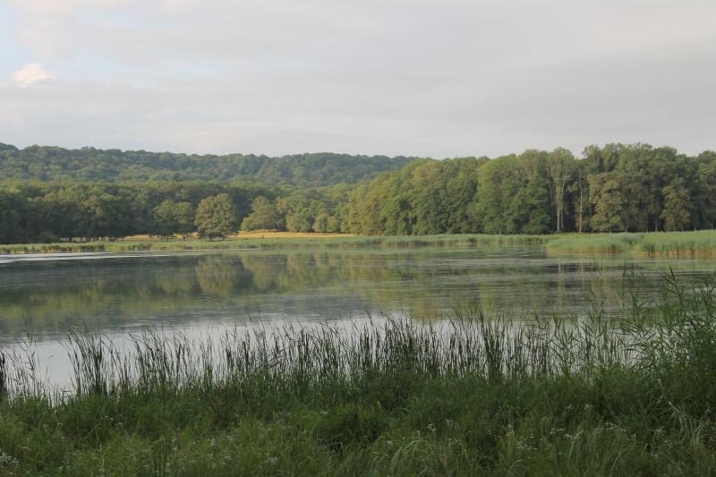 Wetland and permanent grasslands in the center of the domaine