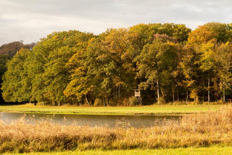Wetland and permanent grasslands in the center of the domaine