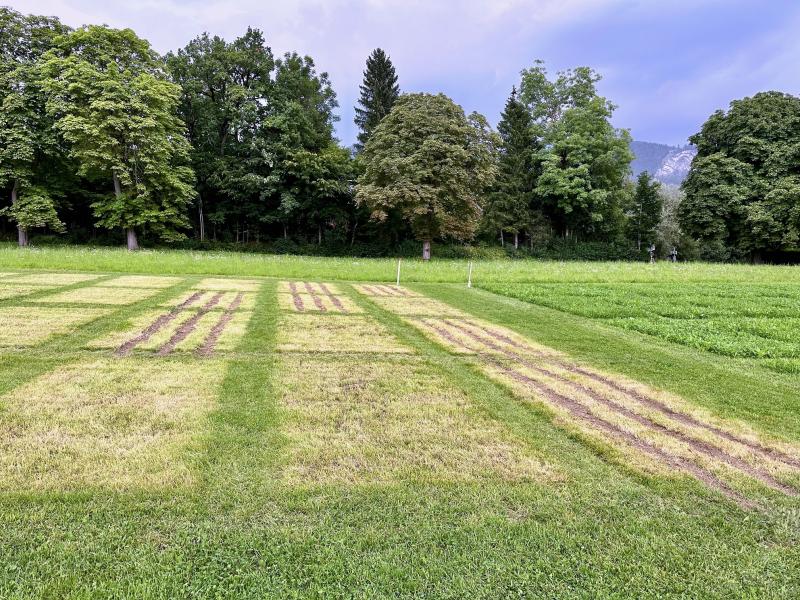 sampling plots after the harvest