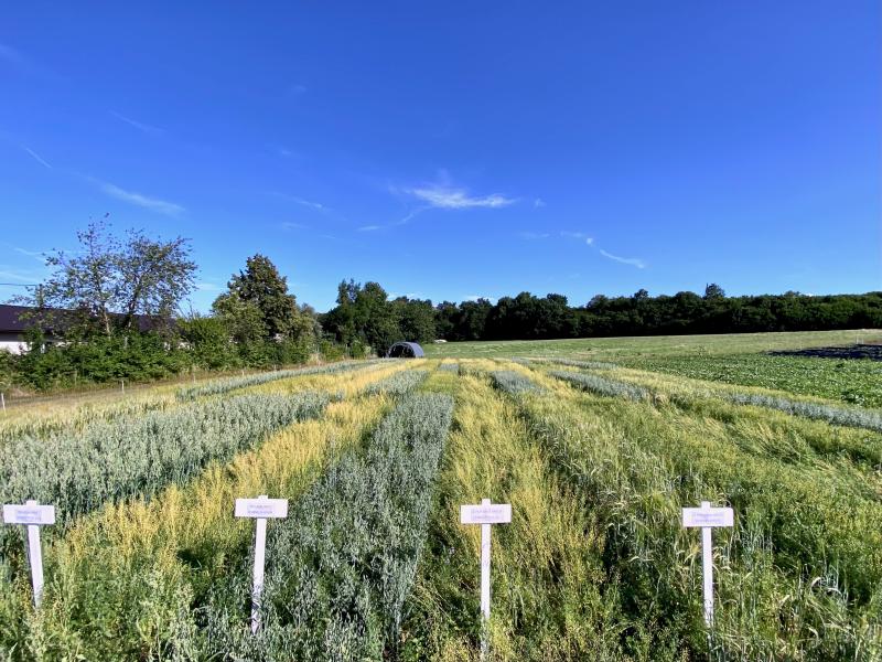 sampling plots of different types of organic grain