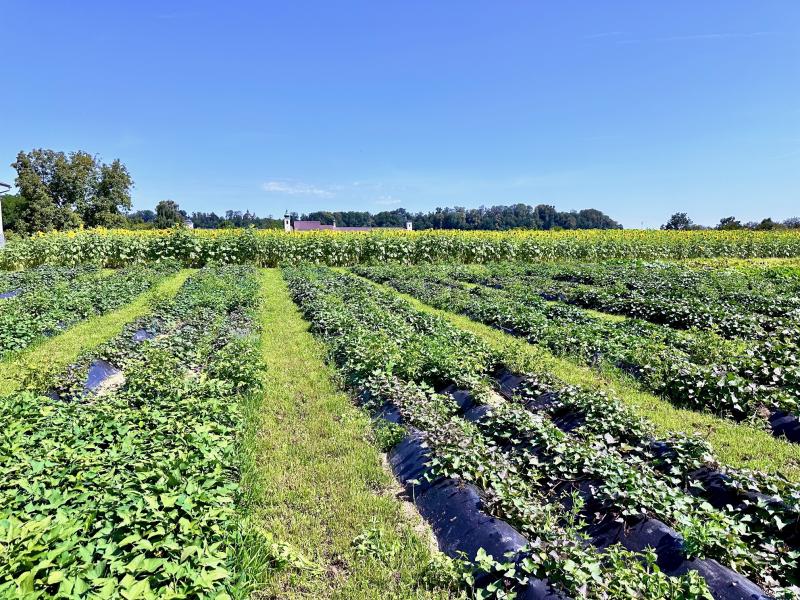 cultivation fields of various organic foods
