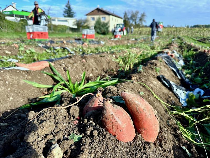 harvesting organic sweet potatoes