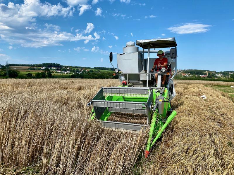 harvesting organic grain