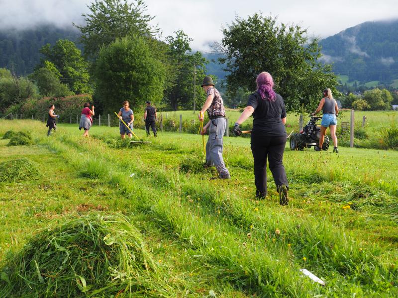 employees of AREC harvesting the test plots