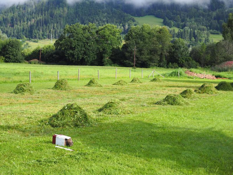 grass harvest of the experimental plots