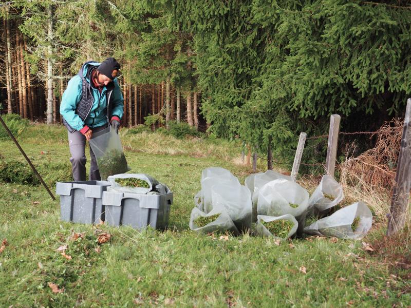 collecting mixed samples of grass harvest