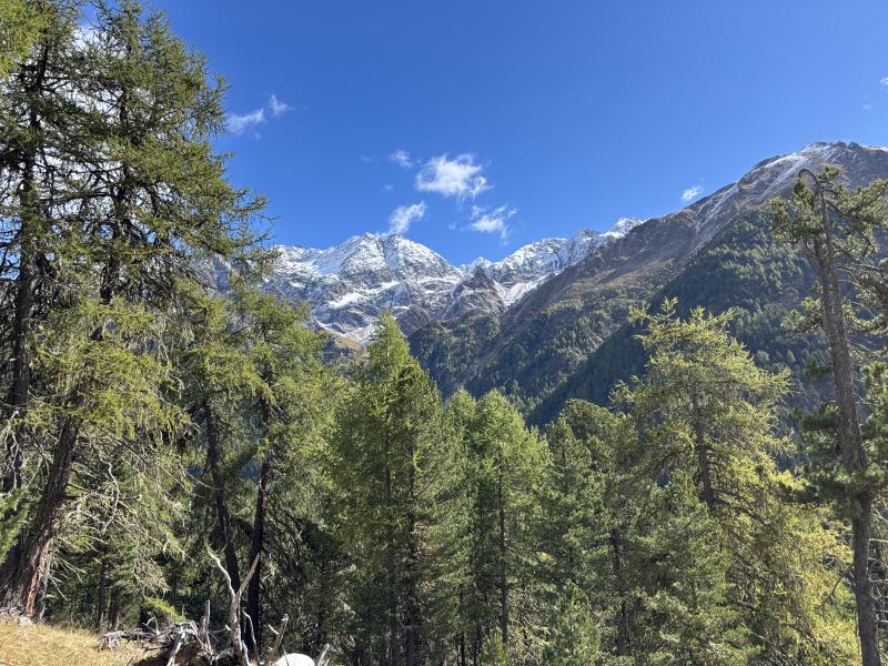 Larch forest in Matschertal-Val Mazia