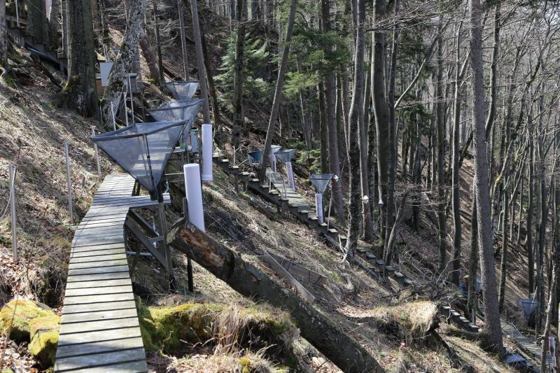 Measurement plot in the steep-slope mountain forests