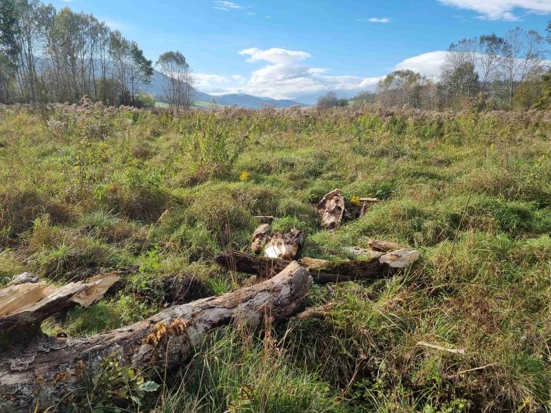 Lying dead wood at the research area