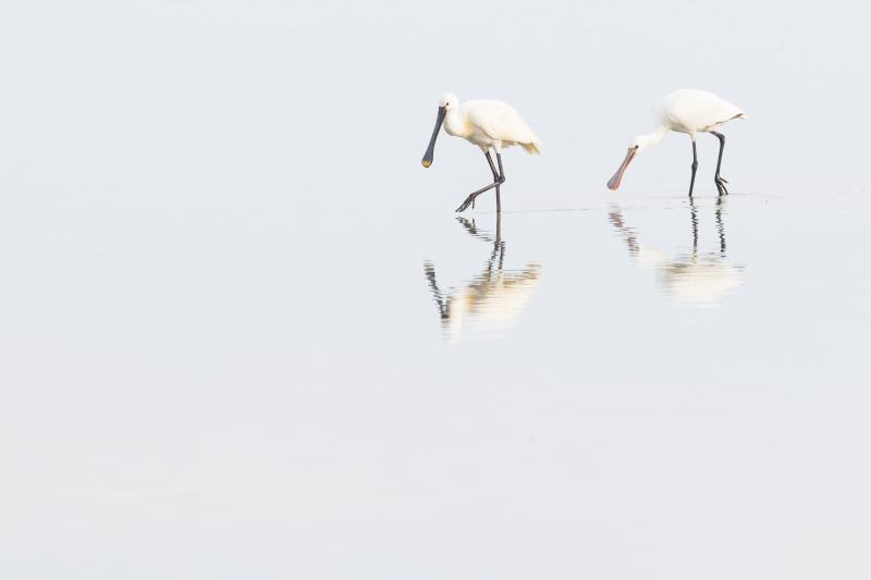 Eurasian Spoonbill (Platalea leucorodia)