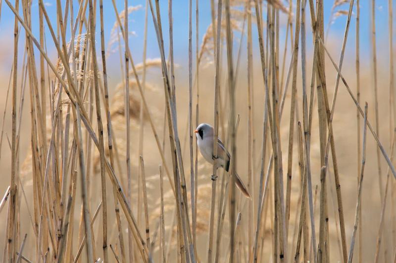 Bearded Reedling (Panurus biarmicus)