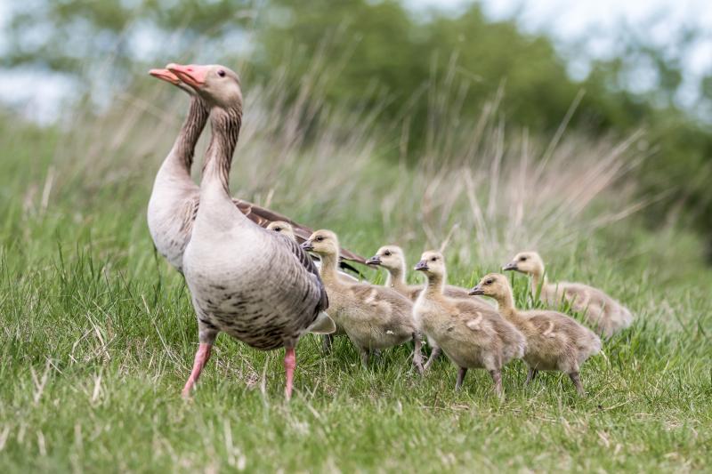 Greyleg goose (Anser anser)