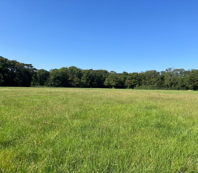 Species-rich meadow