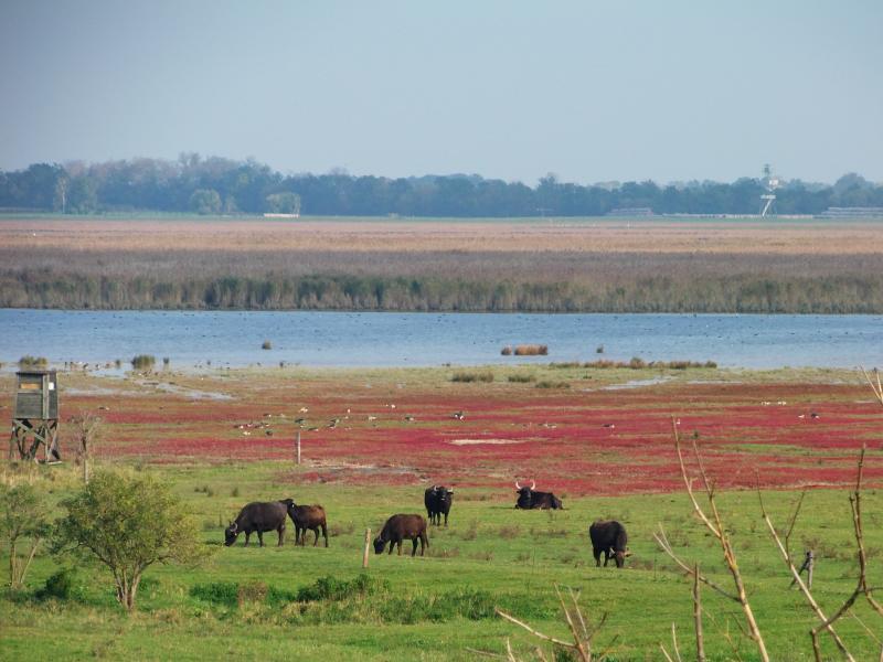 Water buffalos grazing in Apetlon