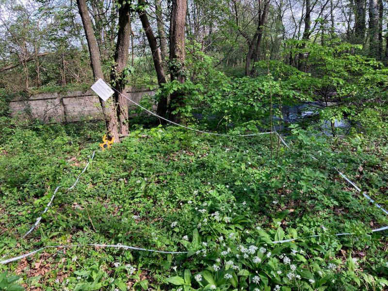 Photo of one of the 3 x 3 meters woodland plots