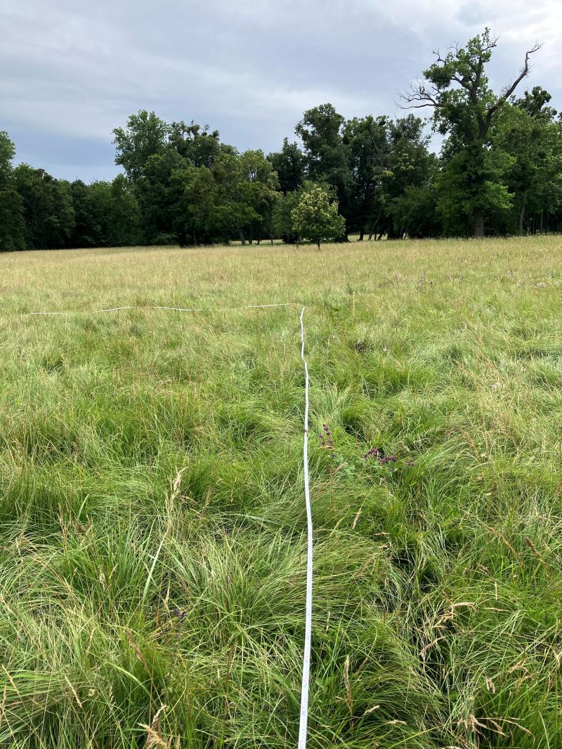 Photo of one of the 10 x 10 meters grassland plots