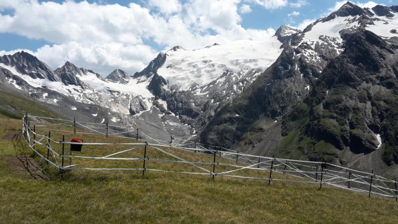 study site Hohe Mut, big fence (picture: Alpine Research Centre Obergurgl)