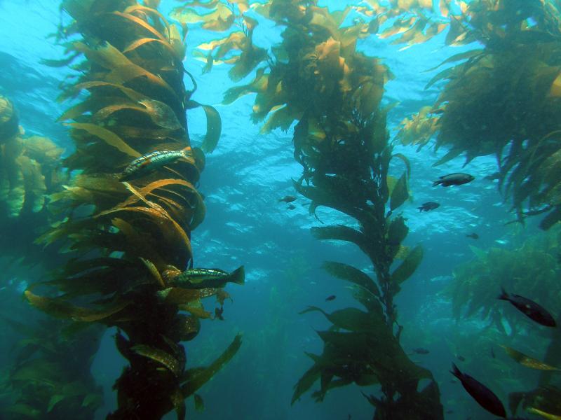 Kelp forest