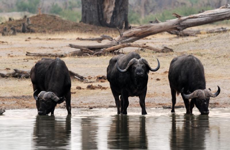 Cape buffalo drinking at a waterhole