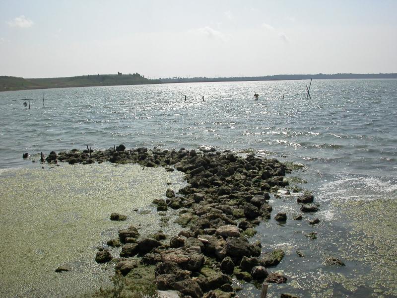 Coast of the Mar Piccolo of Taranto with drifting seaweeds