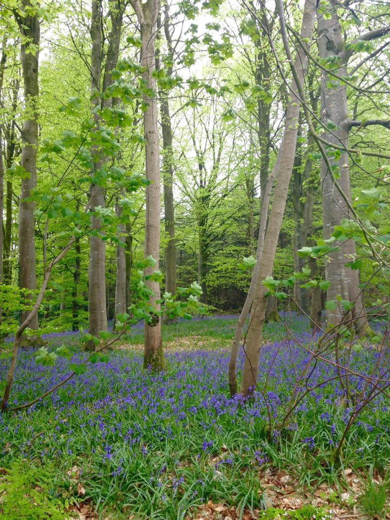 Bluebell woodland at ECN Hillsborough