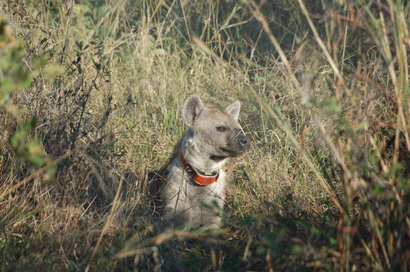 A hyaena carrying a GPS collar