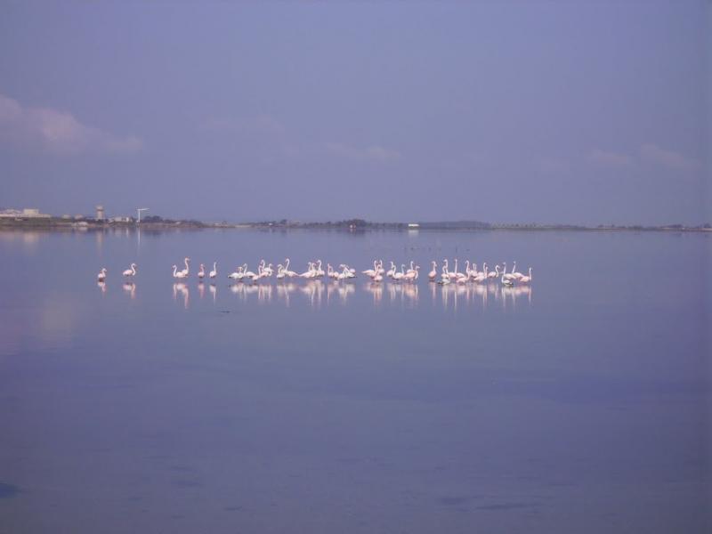 View of Santa Giusta Lagoon
