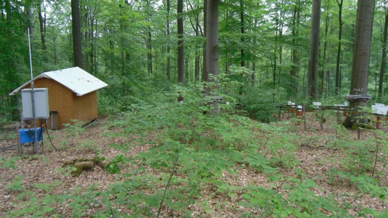 Intensive forest monitoring plot Level II (picture: Henning Meesenburg)