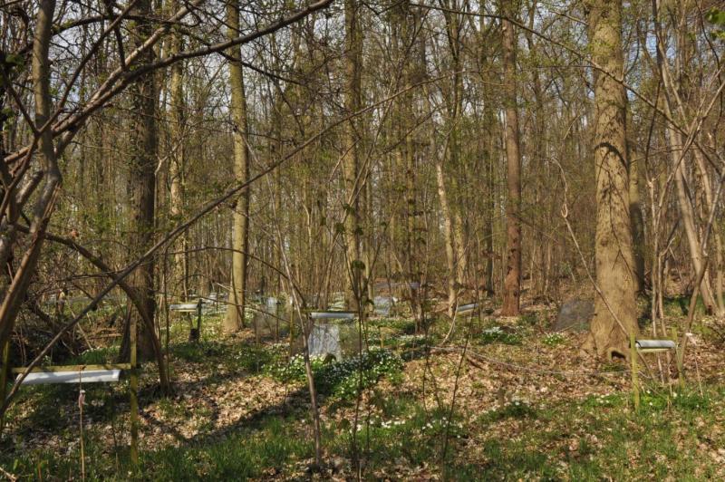 Experimental zone designed to study the effects of altered temperature and light conditions on ground vegetation