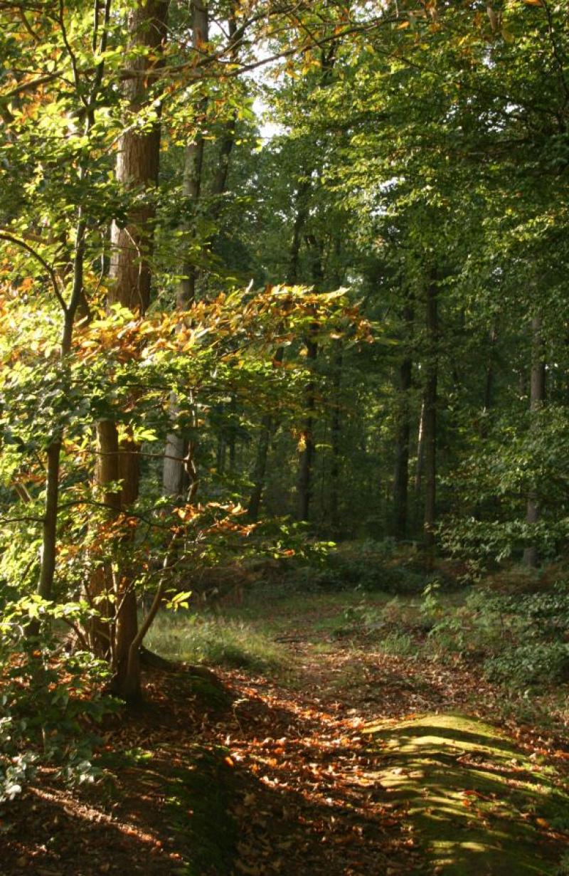 Autumn impression of the forest