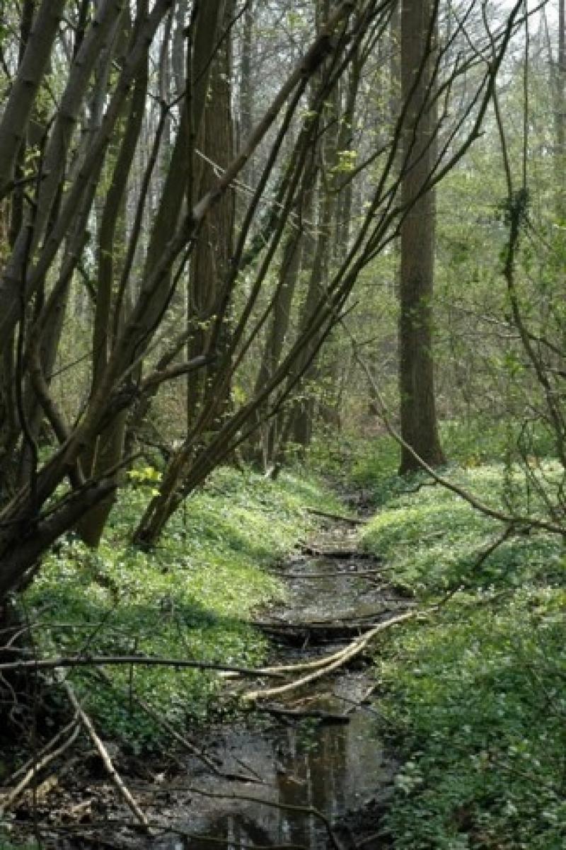 Aspect of spring flowering