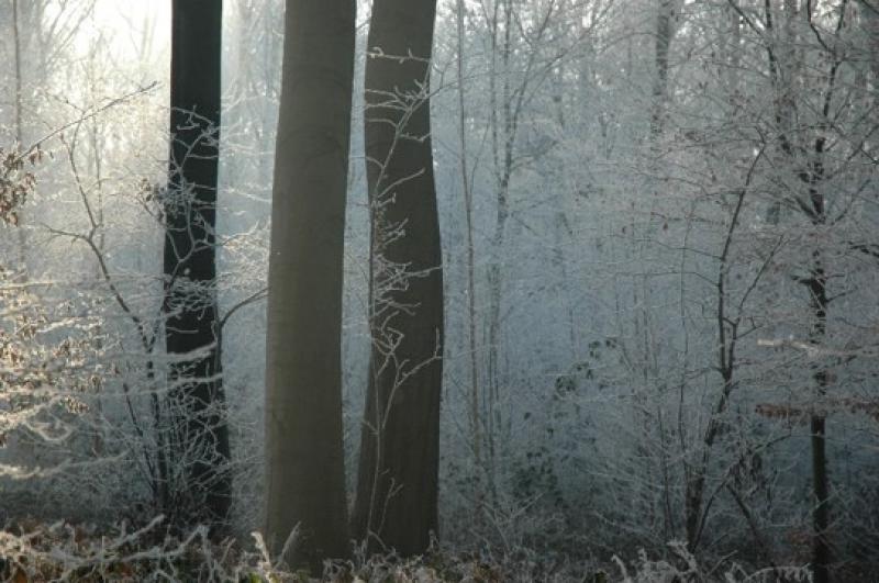The forest during the winter