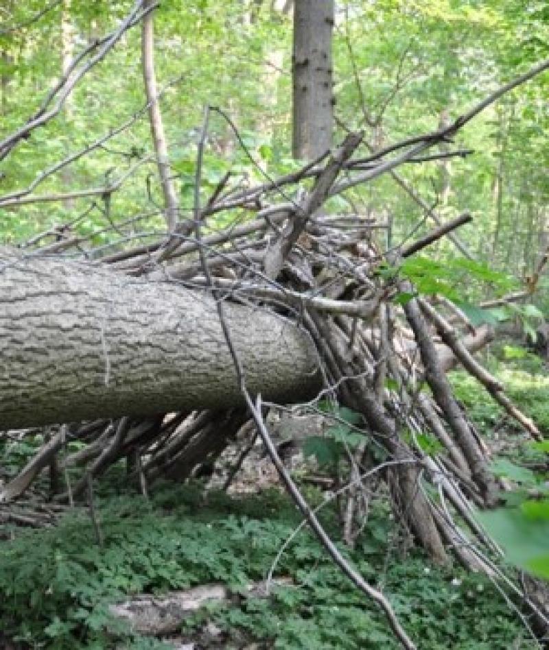 Dead wood during the summer