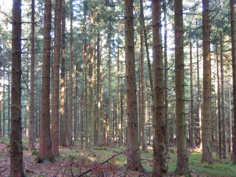 Norway spruce (Picea abies) stand at Lysina