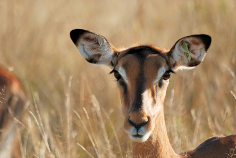 An ear-tagged impala