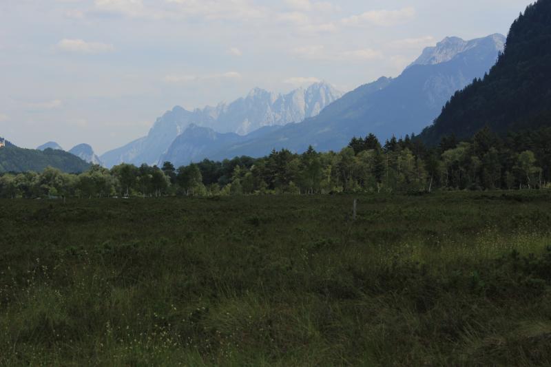 Puergschachen bog in summer