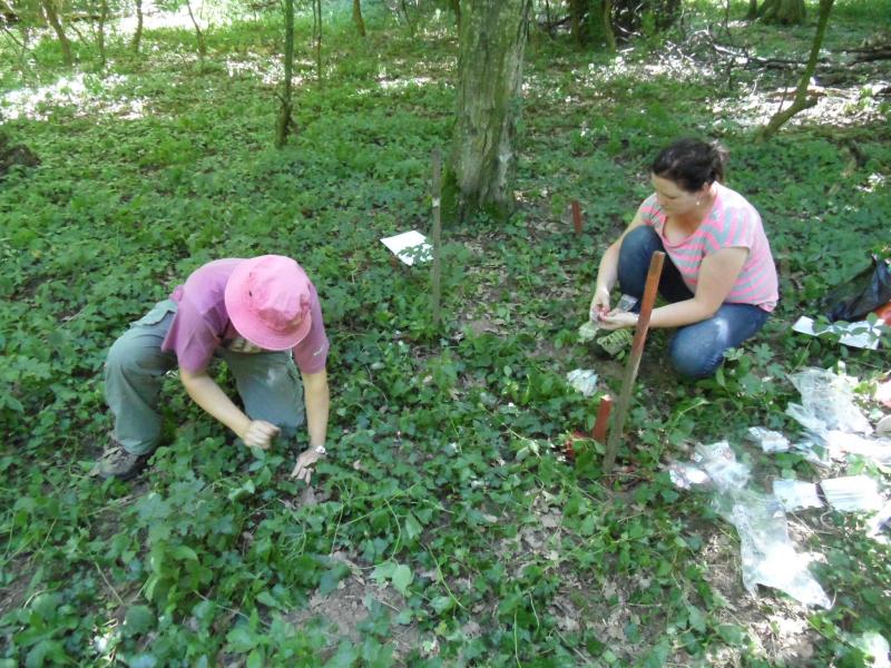 Tea bags installation - 2016