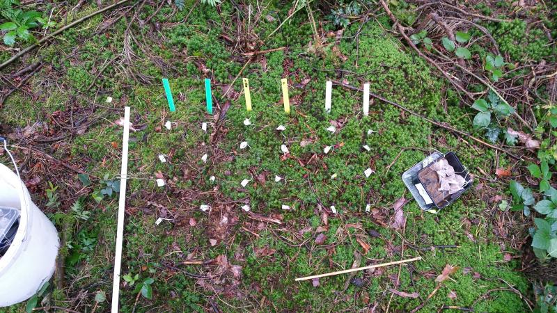 Sampling location for the TeaComposition study