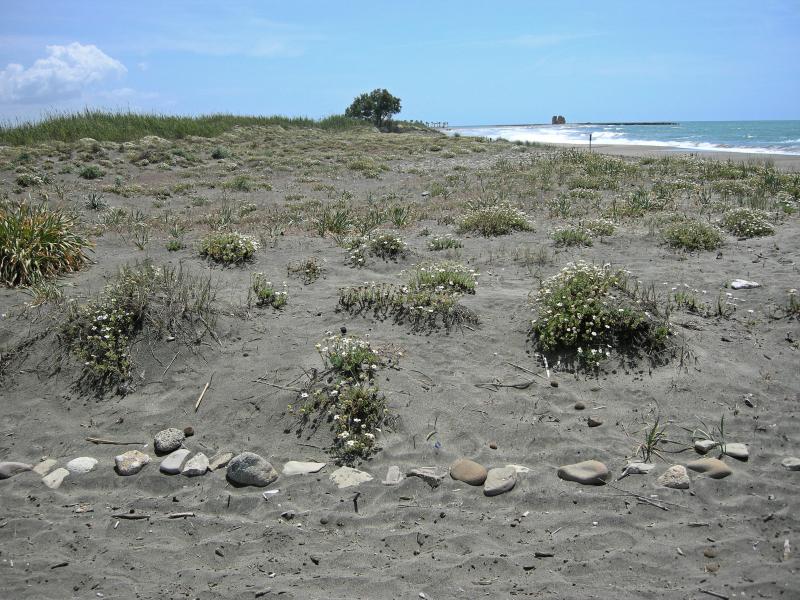 View of the coastal dune of Monumento Naturale Torre Flavia.