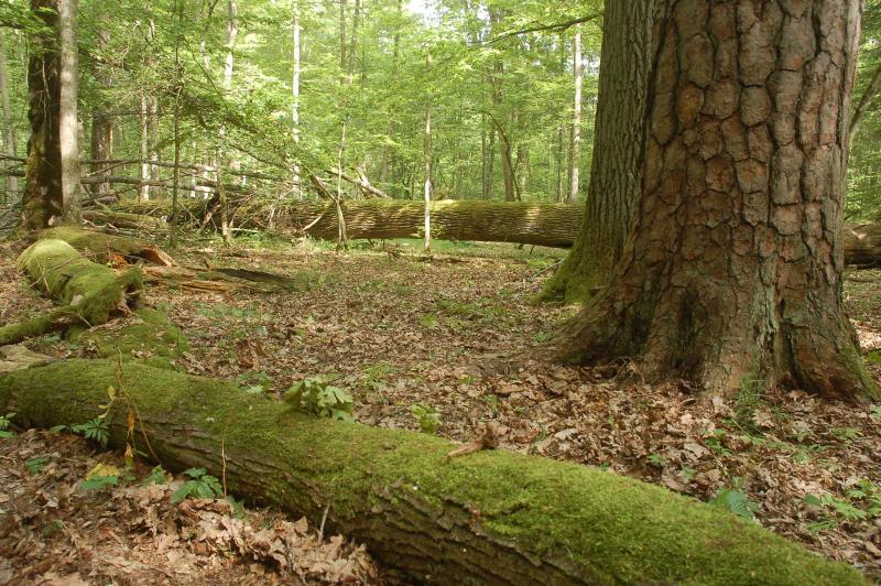 Bialowieza National Park (c) Harm Smeenge