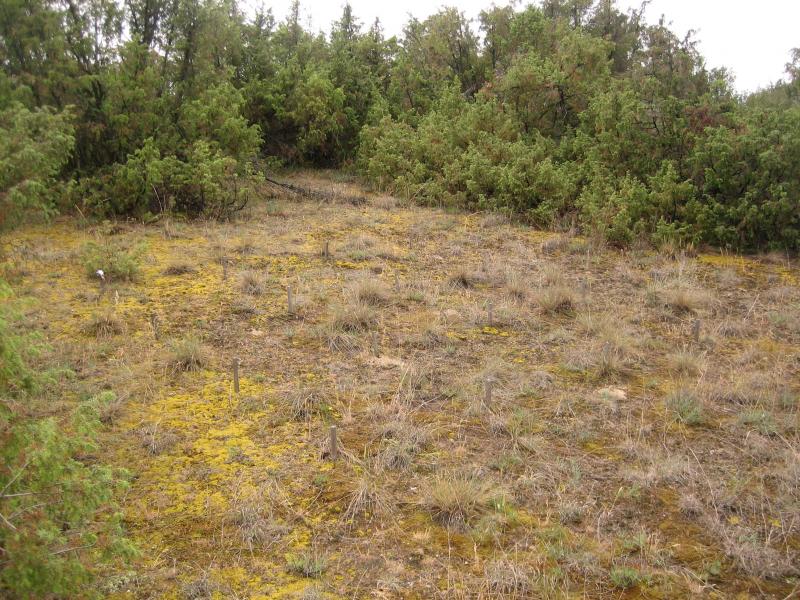 Orgovány, unburnt site