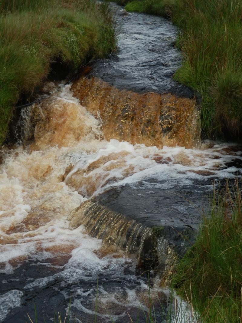 Stream within the site