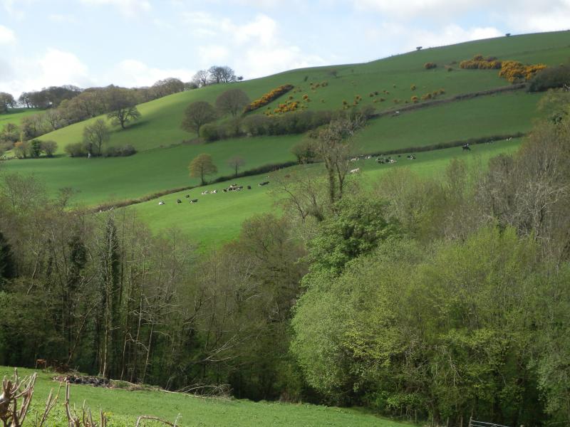 Wooded and grazed areas within the site