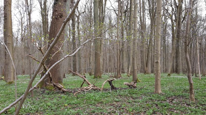 Forest reserve Pruikenmakers within Meerdaal forest