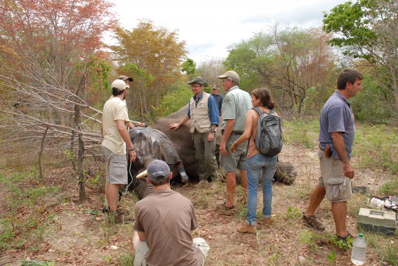 Elephant capture for GPS deployment
