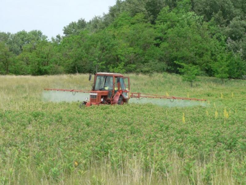Control of Asclepias syriaca in the restoration of fallow land