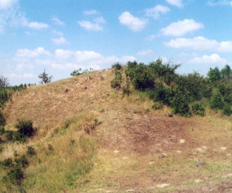 Spontaneous and induced successional trends following clear-cut of black locust forests